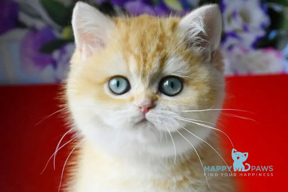 Lexi British Shorthair female chocolate golden shaded - live animals