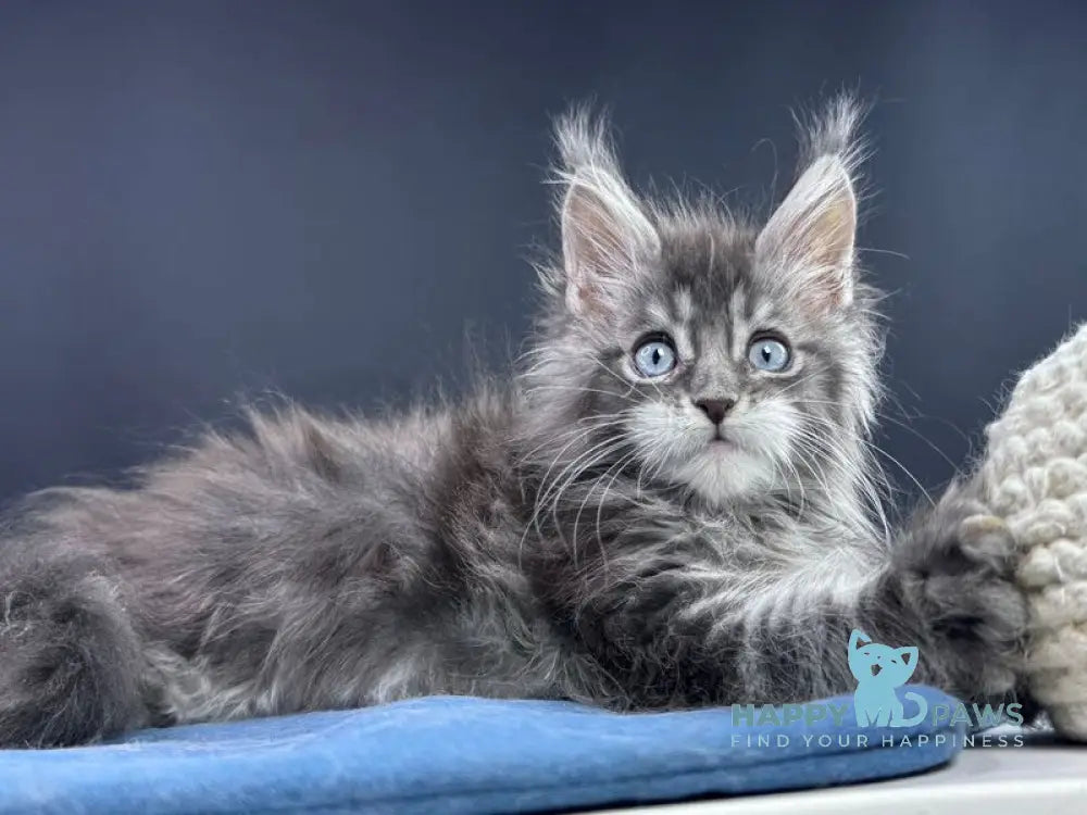 Lexi Maine Coon male blue with white tabby live animals