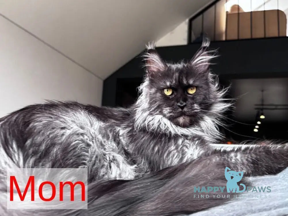 Lexi Maine Coon male blue with white tabby live animals
