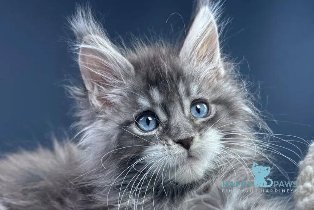 Lexi Maine Coon male blue with white tabby live animals