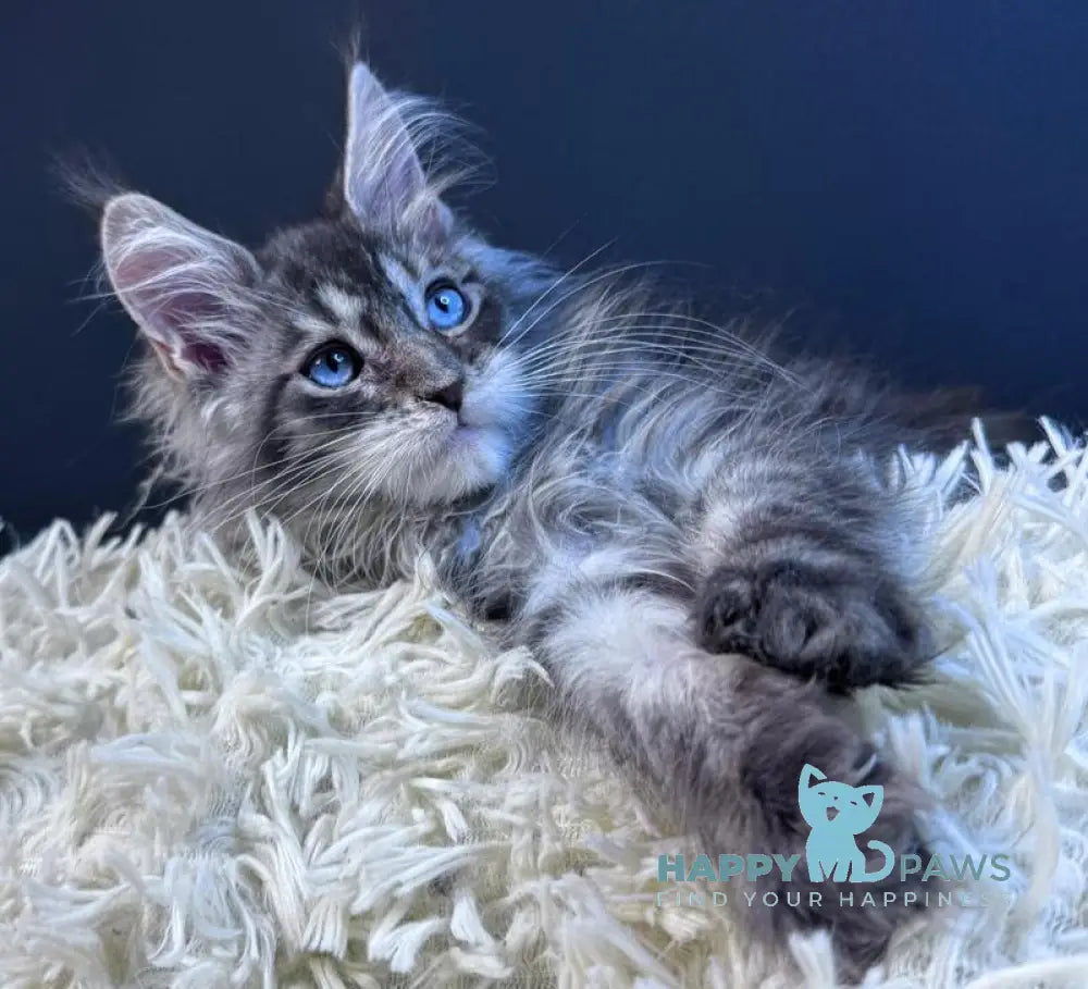 Lexi Maine Coon male blue with white tabby live animals