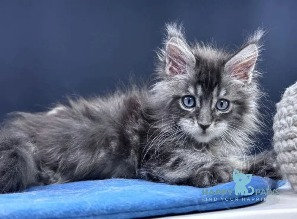 Lexi Maine Coon male blue with white tabby live animals