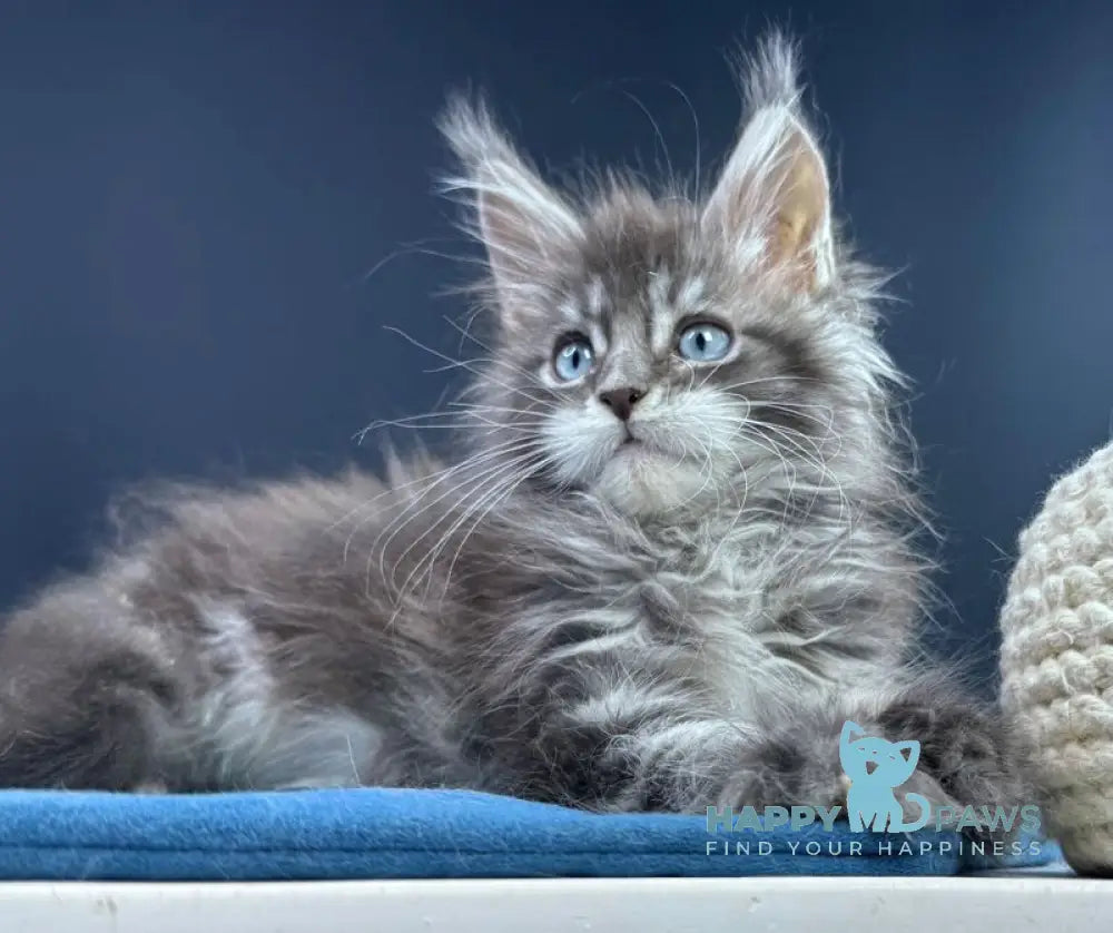Lexi Maine Coon male blue with white tabby live animals