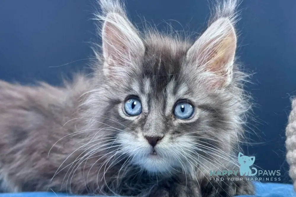 Lexi Maine Coon male blue with white tabby live animals