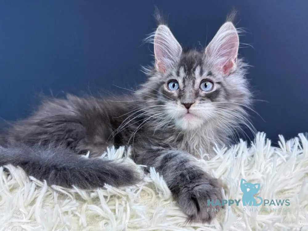 Lexi Maine Coon male blue with white tabby live animals