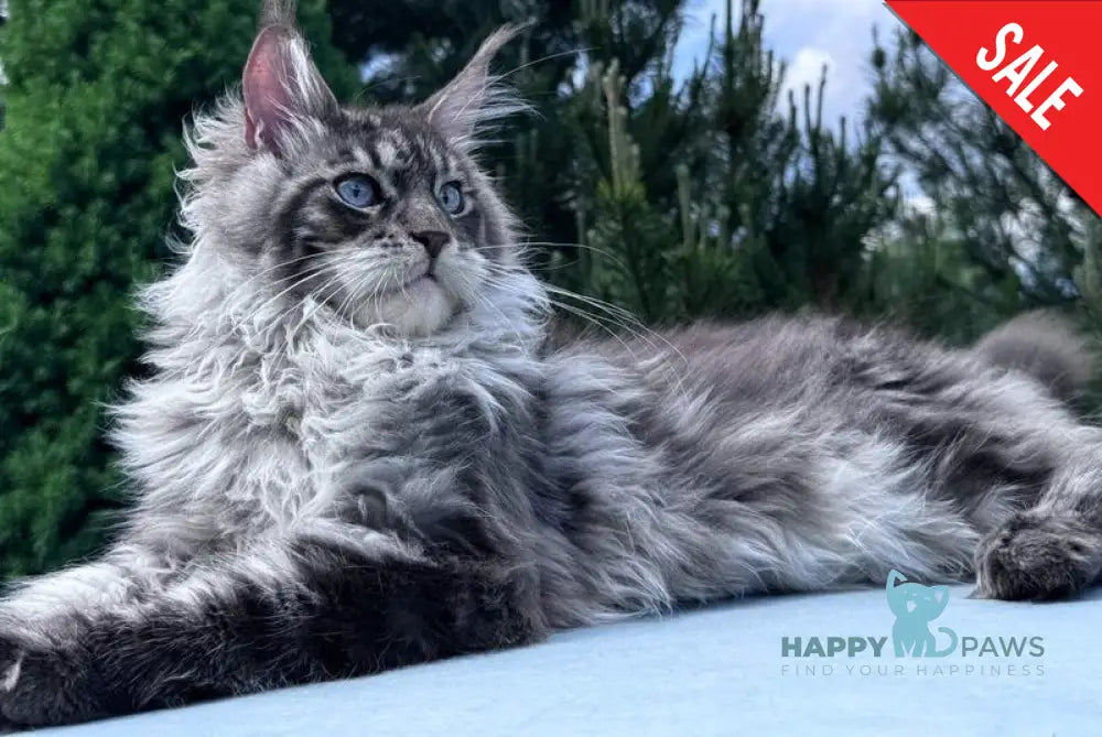 Lexi Maine Coon male blue with white tabby - live animals