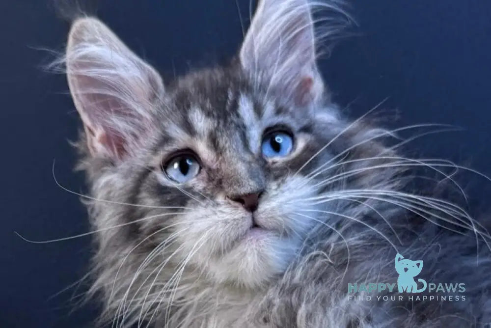 Lexi Maine Coon male blue with white tabby live animals
