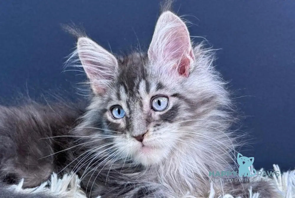 Lexi Maine Coon male blue with white tabby live animals