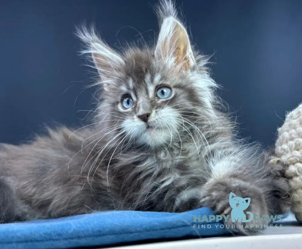 Lexi Maine Coon male blue with white tabby live animals
