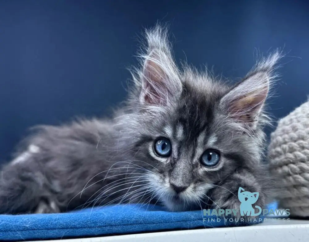 Lexi Maine Coon male blue with white tabby live animals