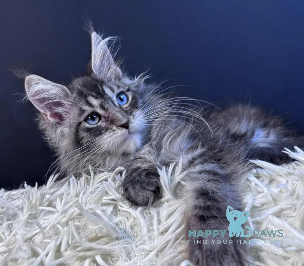 Lexi Maine Coon male blue with white tabby live animals