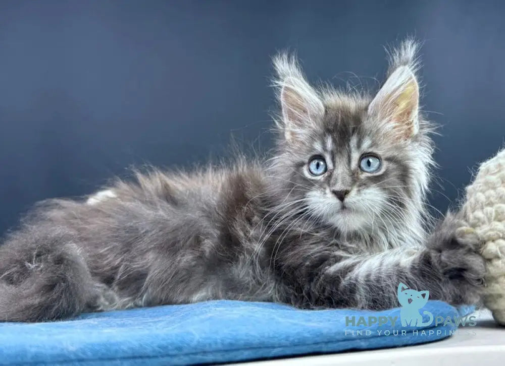 Lexi Maine Coon male blue with white tabby live animals
