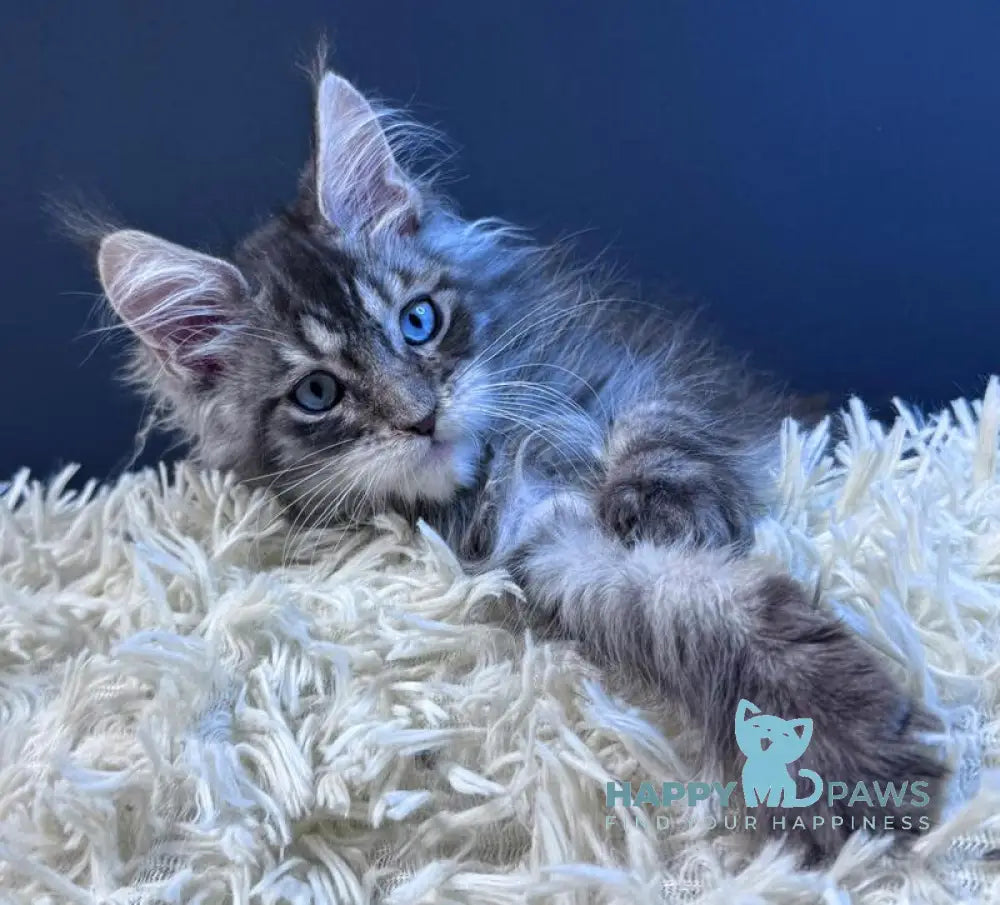 Lexi Maine Coon male blue with white tabby live animals