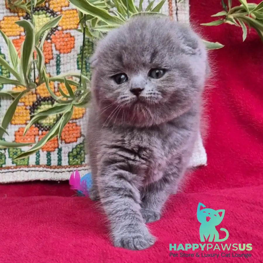 Lexi Scottish Fold female blue - live animals