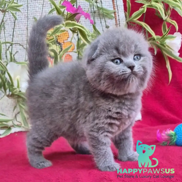 Lexi Scottish Fold female blue - live animals