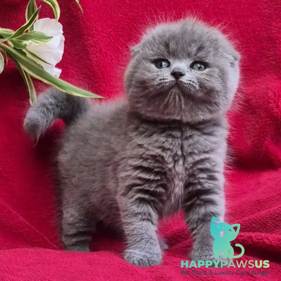 Lexi Scottish Fold female blue - live animals