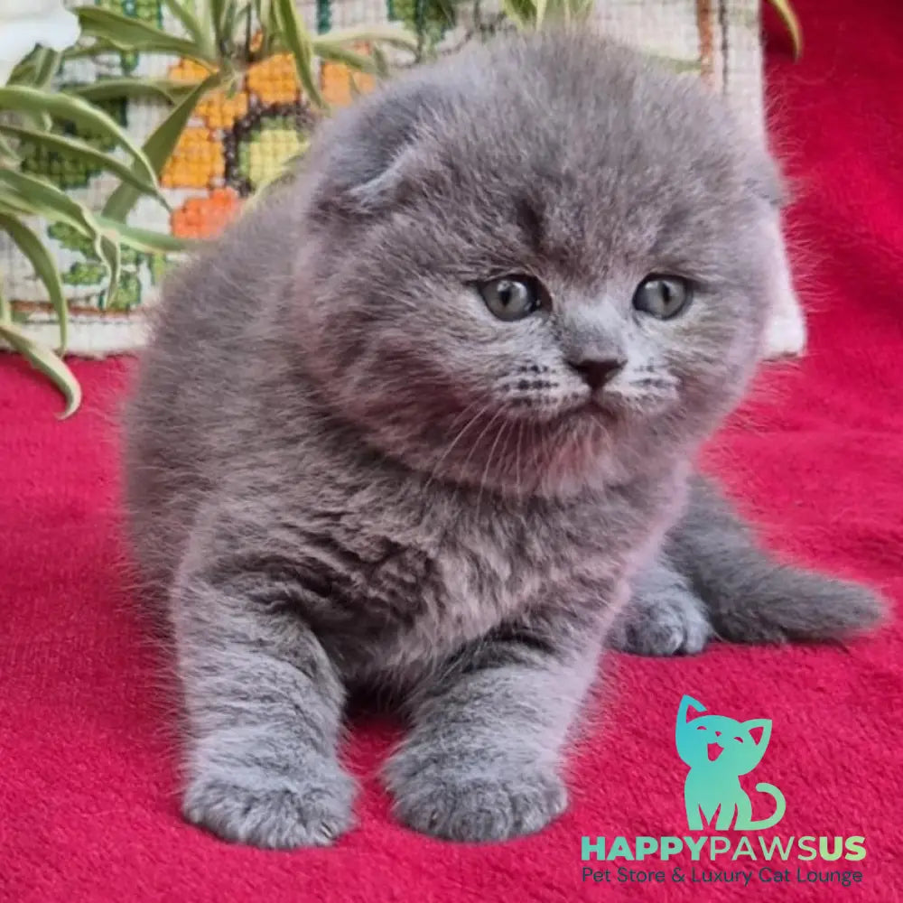 Lexi Scottish Fold female blue - live animals