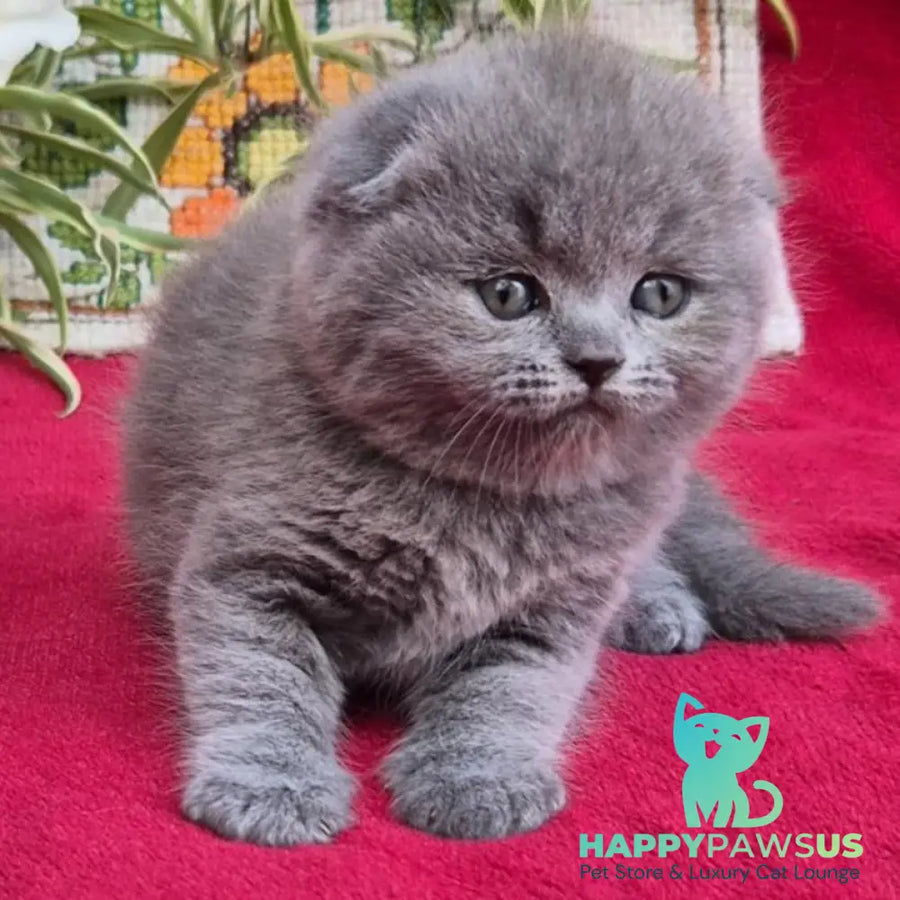 Lexi Scottish Fold female blue - live animals
