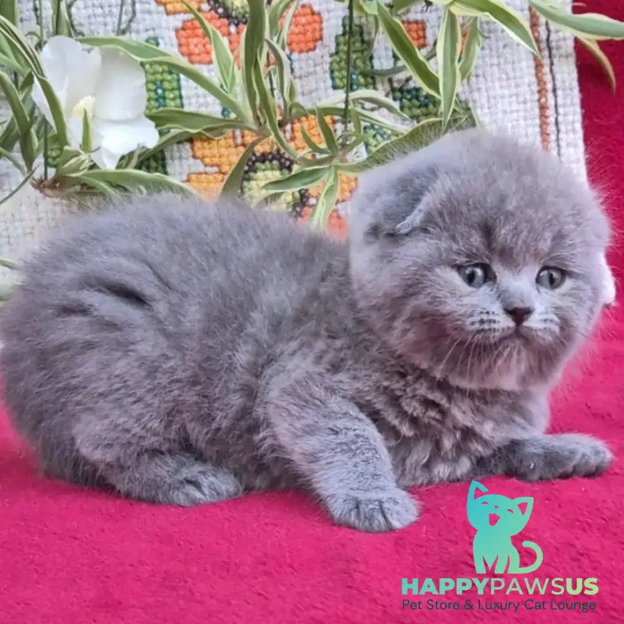 Lexi Scottish Fold female blue - live animals
