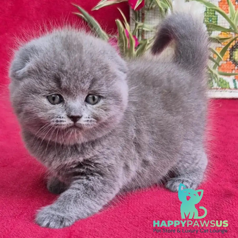 Lexi Scottish Fold female blue - live animals