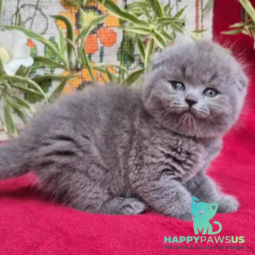 Lexi Scottish Fold female blue - live animals