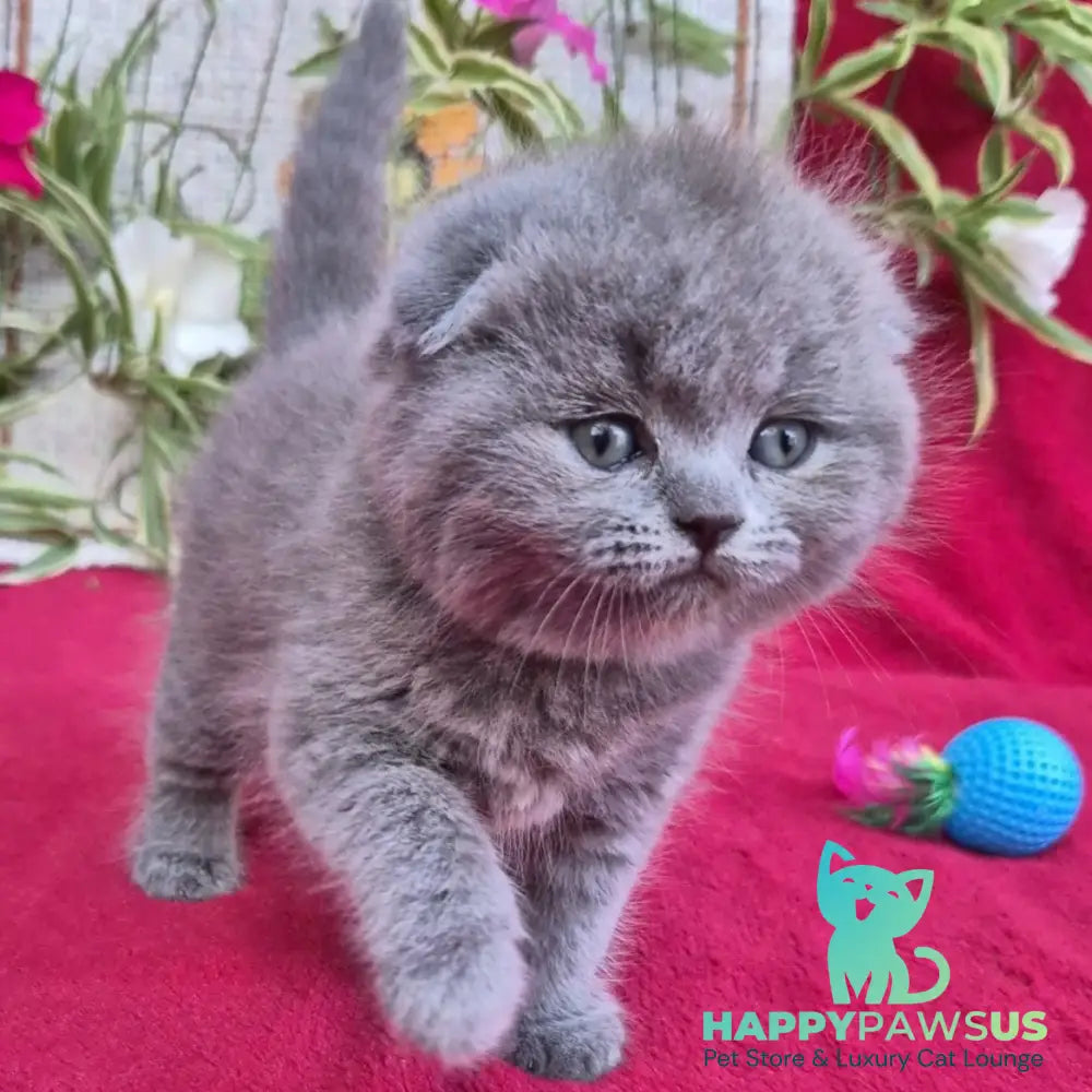 Lexi Scottish Fold female blue - live animals