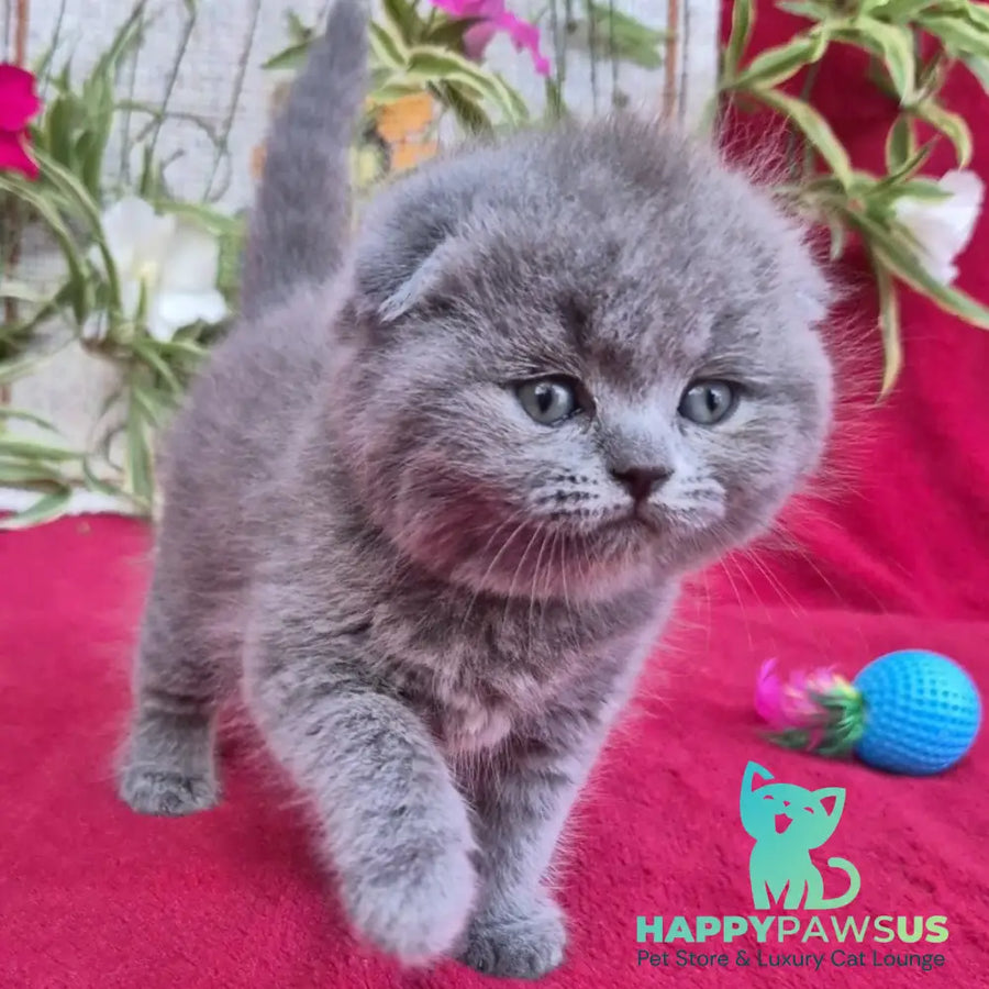 Lexi Scottish Fold female blue - live animals