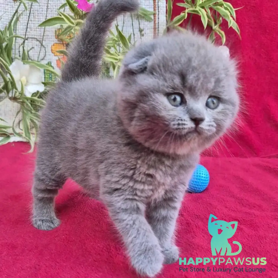 Lexi Scottish Fold female blue - live animals