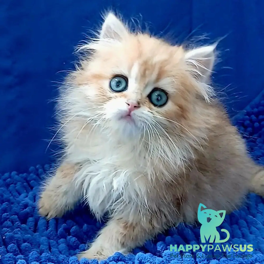 Lexus British Longhair male black golden shaded - live animals
