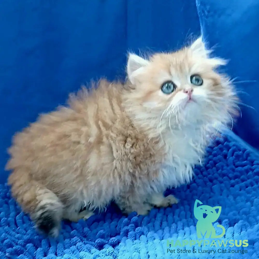 Lexus British Longhair male black golden shaded - live animals