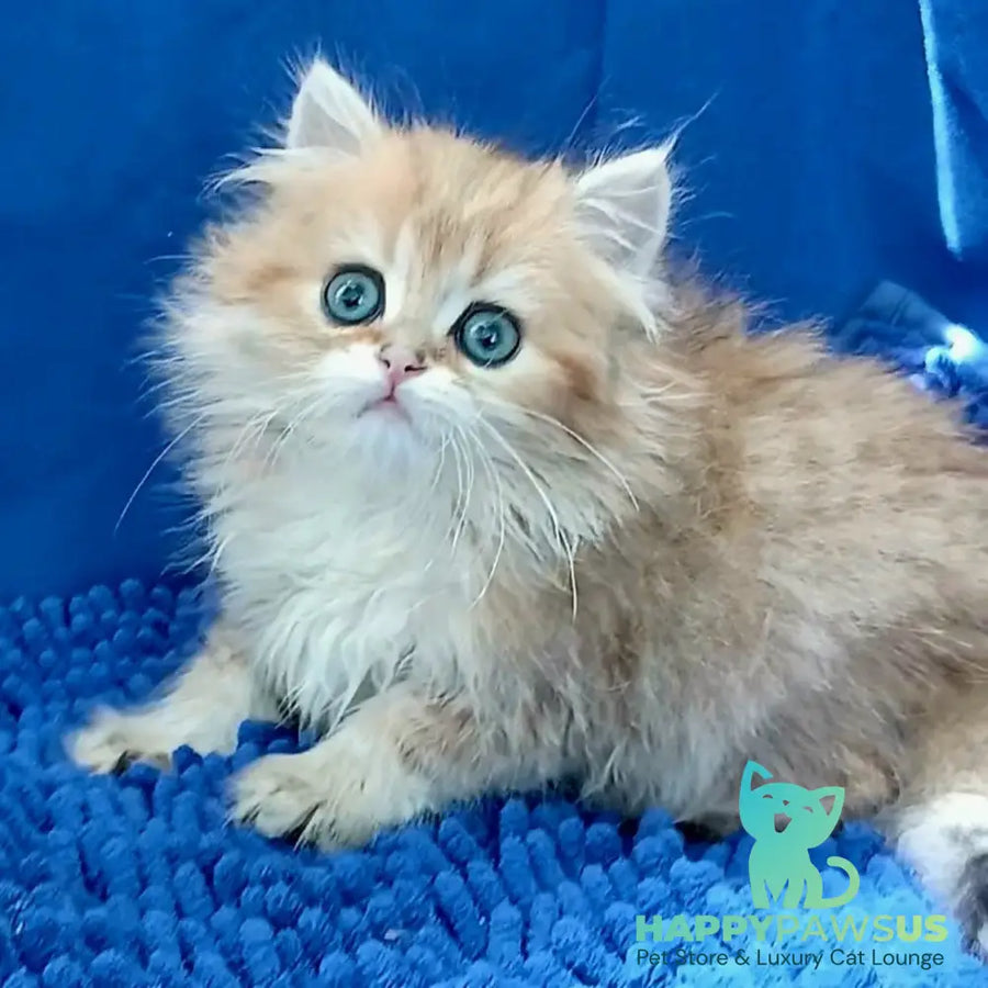 Lexus British Longhair male black golden shaded - live animals