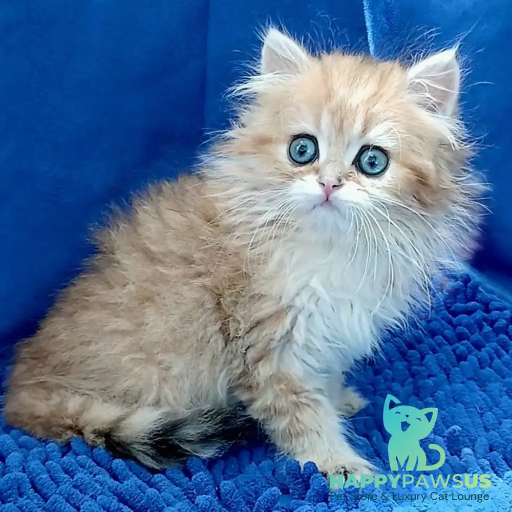 Lexus British Longhair male black golden shaded - live animals