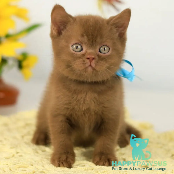 Lexus British Shorthair male cinnamon - live animals