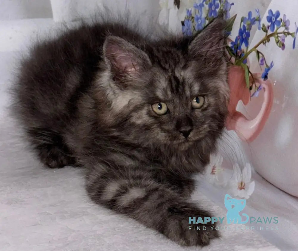 Lexus Maine Coon male black smoke live animals
