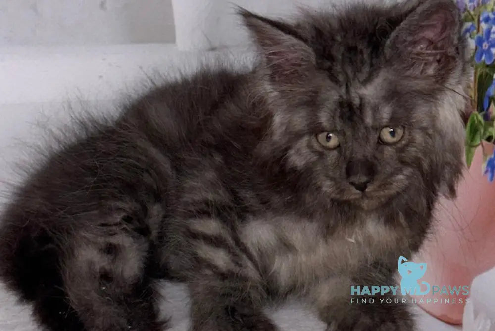 Lexus Maine Coon male black smoke live animals