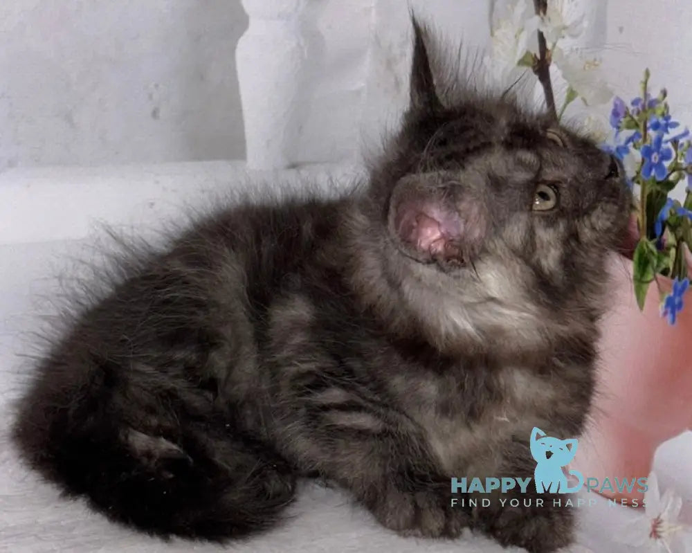 Lexus Maine Coon male black smoke live animals