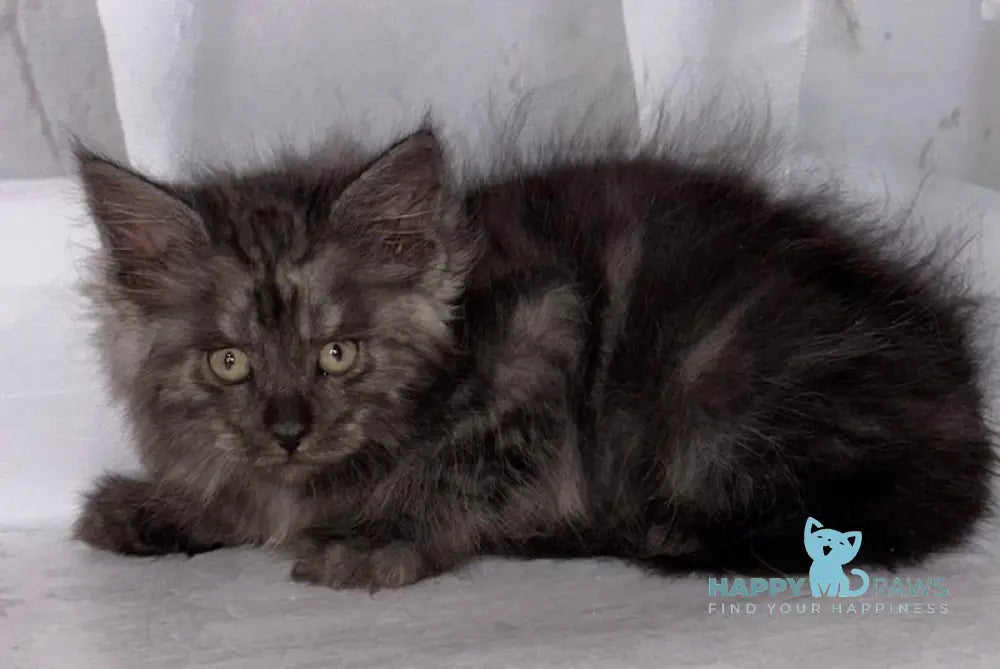 Lexus Maine Coon male black smoke live animals