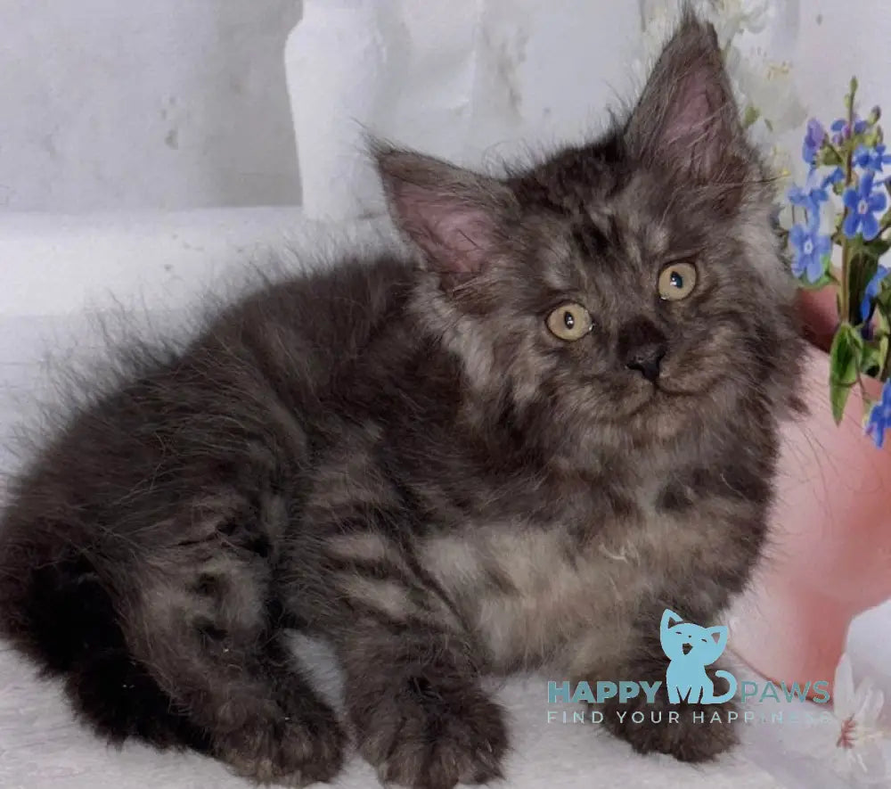Lexus Maine Coon male black smoke live animals