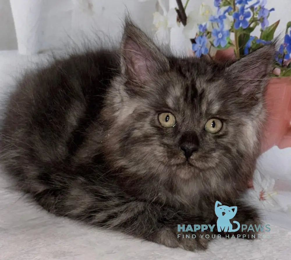 Lexus Maine Coon male black smoke live animals