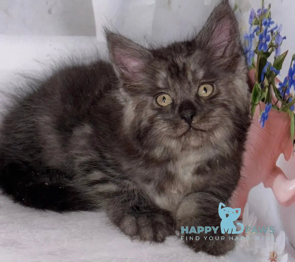 Lexus Maine Coon male black smoke live animals
