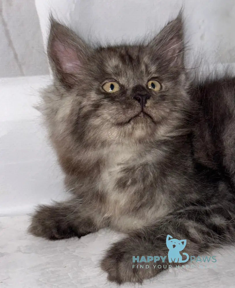 Lexus Maine Coon male black smoke live animals
