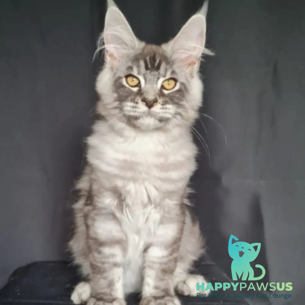 Lexus Maine Coon male blue silver tabby - live animals
