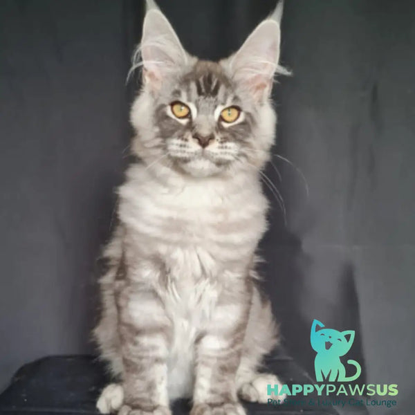 Lexus Maine Coon male blue silver tabby - live animals