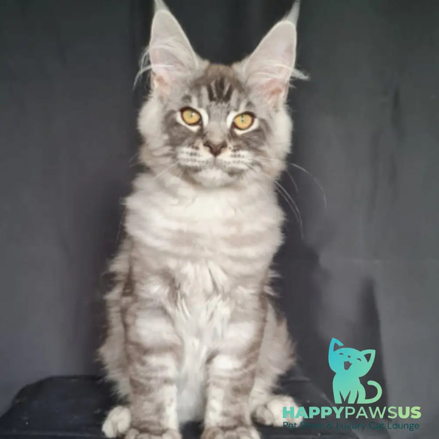Lexus Maine Coon male blue silver tabby - live animals