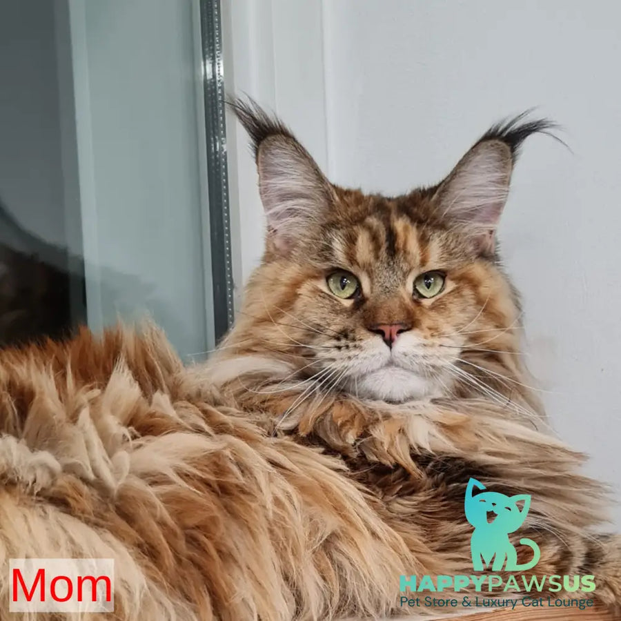 Lexus Maine Coon male blue silver tabby - live animals