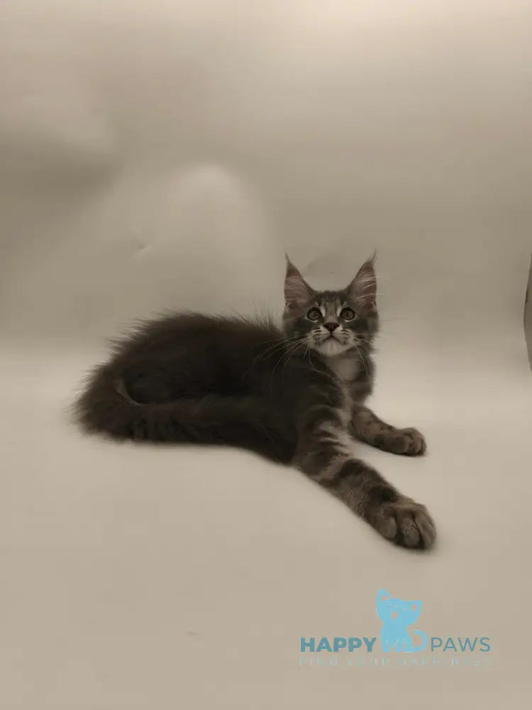 Lexus Maine Coon male blue tabby live animals
