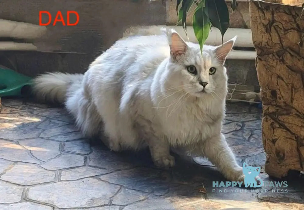 Lexus Maine Coon male blue tabby live animals