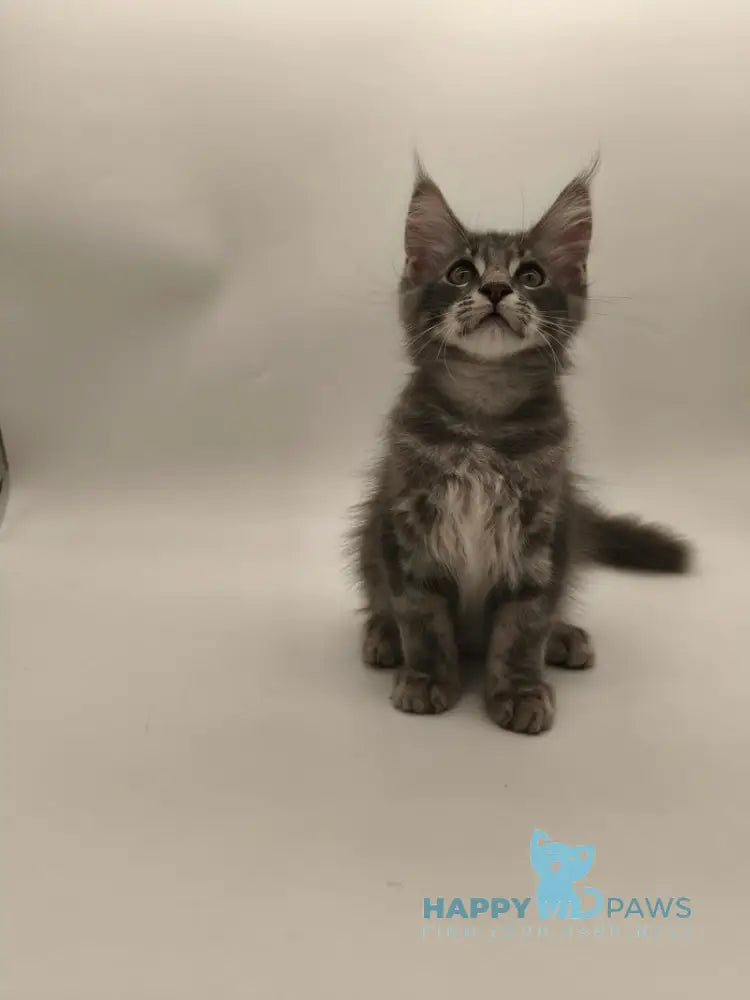 Lexus Maine Coon male blue tabby live animals