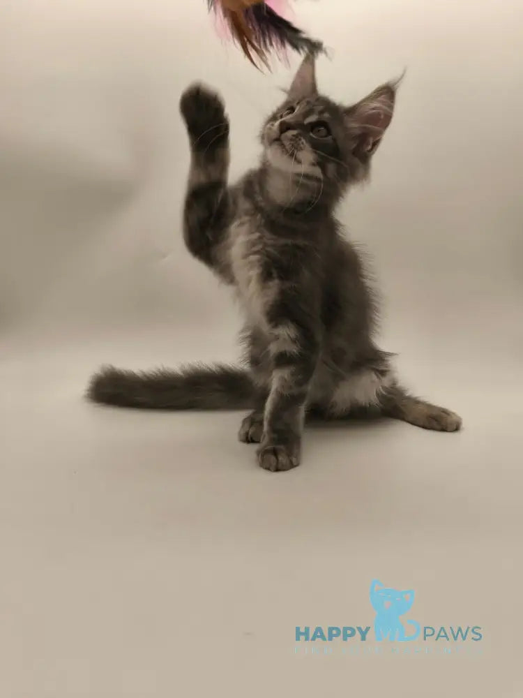 Lexus Maine Coon male blue tabby live animals