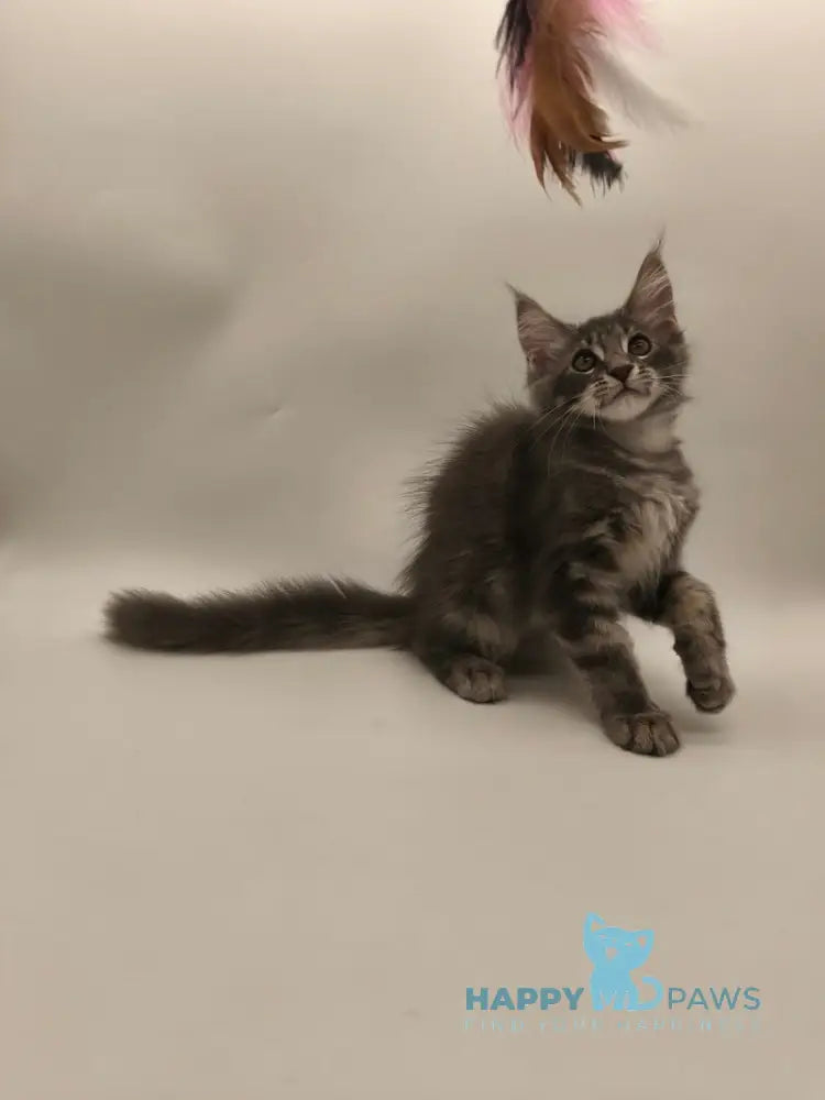 Lexus Maine Coon male blue tabby live animals
